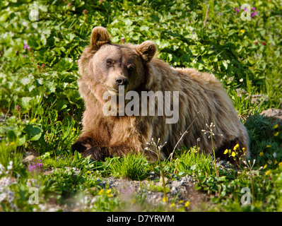 Grizzly Bär (Ursus Arctos Horribilis) in der Nähe von steinernen Kuppel, Denali National Park, Alaska, USA Stockfoto