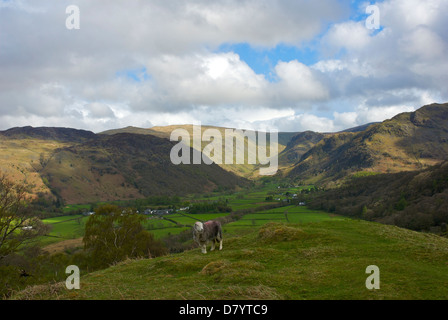 Herdwick Schafe auf der Borrowdale Fells, Nationalpark Lake District, Cumbria, England UK Stockfoto