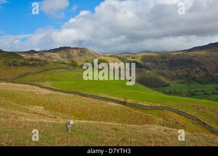 Herdwick Schafe auf der Borrowdale Fells, Nationalpark Lake District, Cumbria, England UK Stockfoto