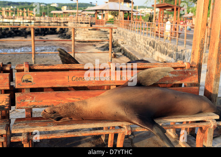 Sea Lion entspannend auf öffentlichen Holzbank Stuhl in Puerto Baquerizo Moreno, Galapagos-Inseln Stockfoto