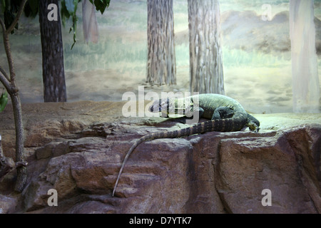 Jungen Komodowaran Stockfoto