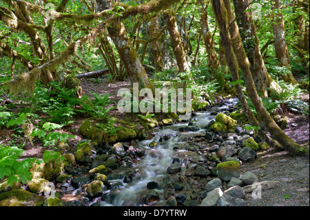 Regen-Urwald mit mossed Boden, Steinen und einem Bach Stockfoto