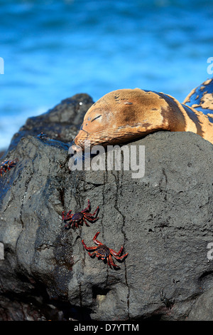 Seelöwen und Sally lightfoot Krabben, Galapagos-Inseln Stockfoto