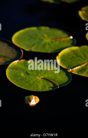 Die neue Knospe einer duftenden Wildwasser Lilie Blume unter Blättern und dunklen Wasser, Killarney Provincial Park, Ontario, Kanada Stockfoto