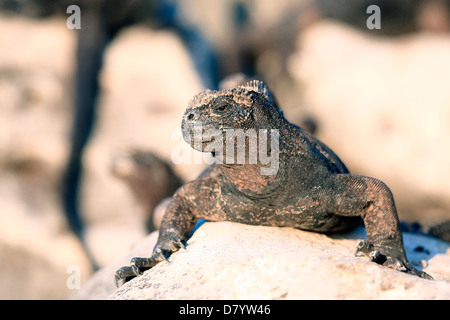 Meerechsen Sonnenbaden auf Vulkangestein, Galapagos-Inseln Stockfoto