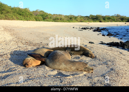 Galapagos-Seelöwen entspannend auf Loberia Beach auf der Insel San Cristobal Stockfoto