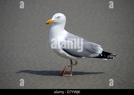 Seitenansicht einer Möwe zu Fuß an einem Sandstrand. Stockfoto