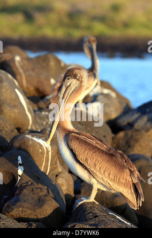 Galapagos Brown Pelican ruht auf Felsen auf den Galapagos-Inseln Stockfoto