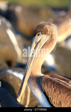 Galapagos Brown Pelican ruht auf Felsen auf den Galapagos-Inseln Stockfoto