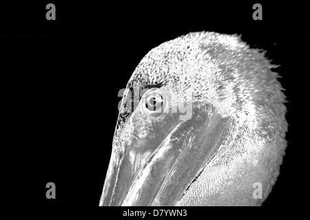 Galapagos Brown Pelican Schwarz-Weiß-Porträt Stockfoto
