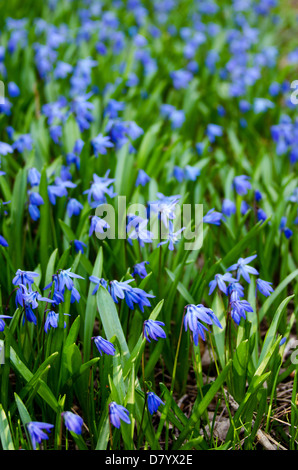 Nahaufnahme der blauen Scilla Siberica Blumen. Stockfoto