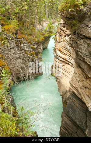Schlucht am Athabasca Falls, Jasper NP, Alberta, Kanada Stockfoto