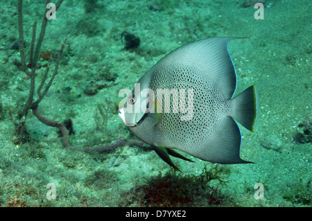 grauen Kaiserfisch, Schwimmen im Meer oder Unterwasser Seestück Stockfoto