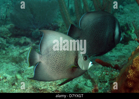 zwei graue Kaiserfische Schwimmen gegen Unterwasser Seestück Stockfoto