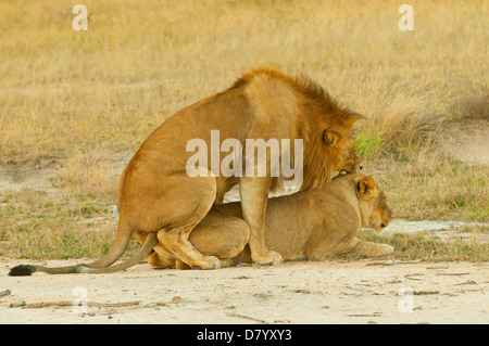 Löwen, die Paarung im Sabi Sands, Mpumalanga, Südafrika Stockfoto