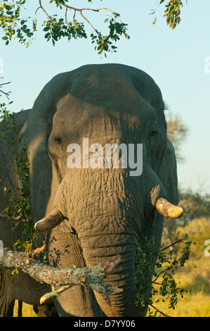 Elefanten füttern im Sabi Sands, Mpumalanga, Südafrika Stockfoto