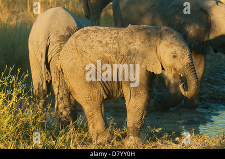 Junger Elefant im Sabi Sands, Mpumalanga, Südafrika Stockfoto