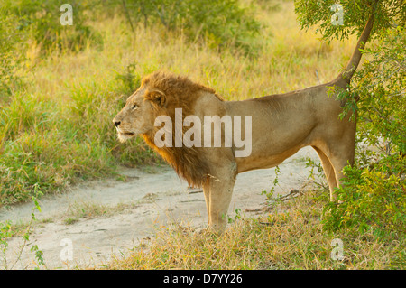 Männliche Löwen Kennzeichnung Gebiet in Sabi Sand Game Reserve, Mpumalanga, Südafrika Stockfoto