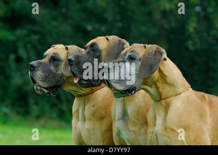 3 Deutsche Doggen Stockfoto