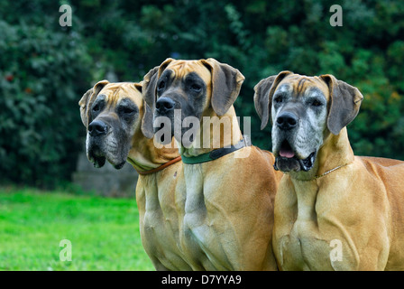3 Deutsche Doggen Stockfoto