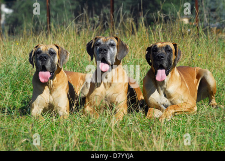 drei Deutsche Doggen Stockfoto