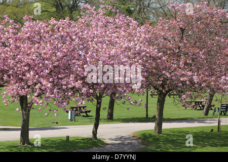 Japanische Kirsche Miniatur Bäume Prunus Kanzan Stockfoto