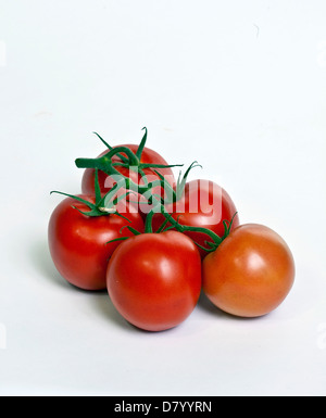 Fünf Reben gereifte Tomaten vor einem weißen Hintergrund. Stockfoto