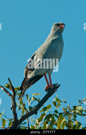 Südlichen Pale singen Goshawk im Etosha Nationalpark, Namibia Stockfoto