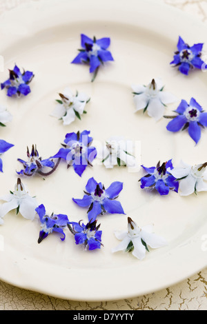 Blaue und weiße essbare Borretsch-Blüten auf einem weißen Teller. Stockfoto