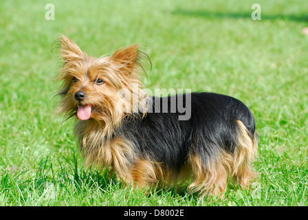 Australian Silky Terrier Stockfoto