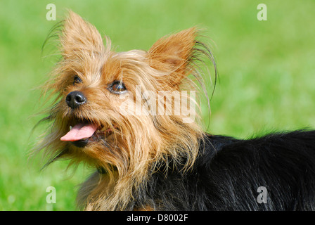 Australian Silky Terrier Stockfoto