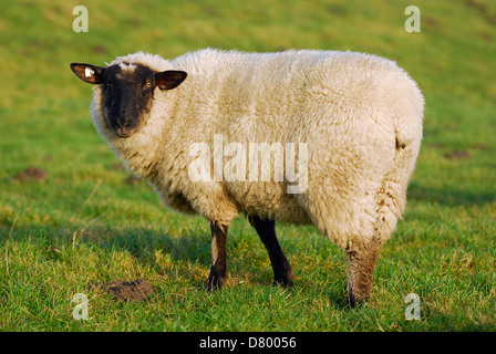 Schafe Stockfoto