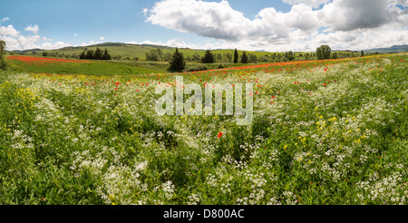 Panoramablick auf einem Wildblumen-Feld in den sanften Hügeln der Toskana in der Nähe von Pienza Italien Stockfoto