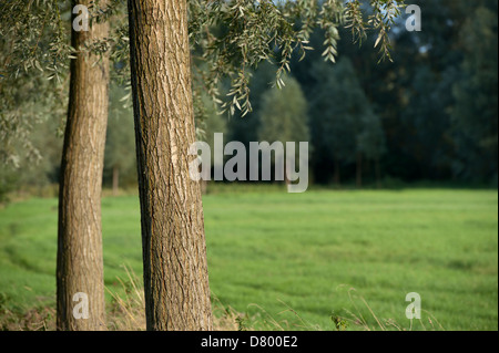 Weiden und Feld Stockfoto