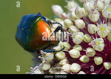 Europäische Blume Käfer, Protaetia cuprea Stockfoto