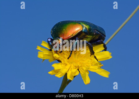 Protaetia Cuprea, Europäische Blume Käfer Stockfoto