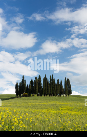 Weizen-Blumen und Zypressen auf den sanften Hügeln der Toskana in Italien in der Nähe von Pienza Stockfoto
