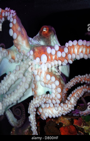 Oktopus, Rotes Meer Stockfoto
