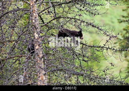 schwarzer Bär Stockfoto