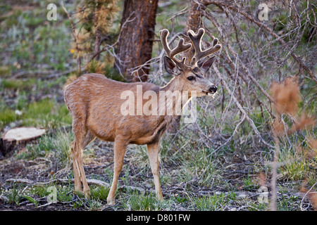 Maultier-Rotwild Stockfoto