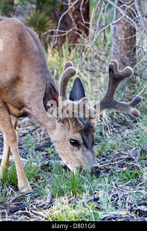 Maultier-Rotwild Stockfoto