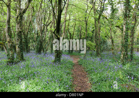 Weg durch Bluebell Woods bei Tehidy Country Park Cornwall England Stockfoto