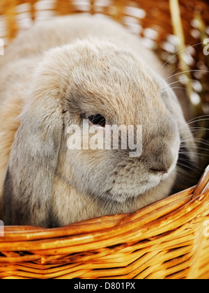 lop-Earred Kaninchen in Weidenkorb grau, Nahaufnahme Stockfoto