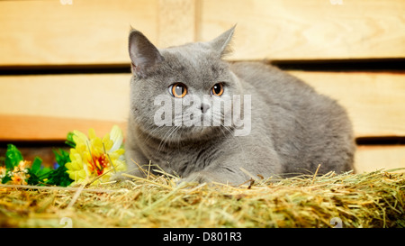 lustige blaue Britisch Kurzhaarkatze am Heuboden Stockfoto