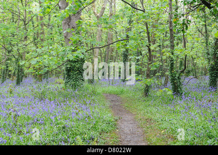 Weg durch Bluebell Woods bei Tehidy Country Park Cornwall England Stockfoto