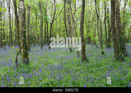 Bluebell Woods im Frühjahr Tehidy Country Park Cornwall England Stockfoto