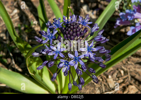 Scilla Peruviana, kubanische Lilie Blume Stockfoto