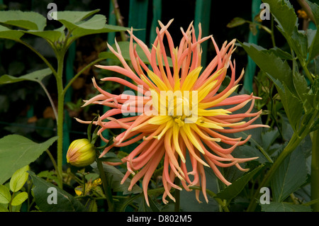Dahlie Sterne Elite Stockfoto