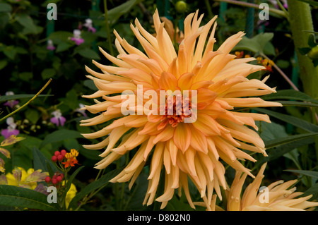 Semi-Cactus-Dahlie 'Alfred C' Stockfoto