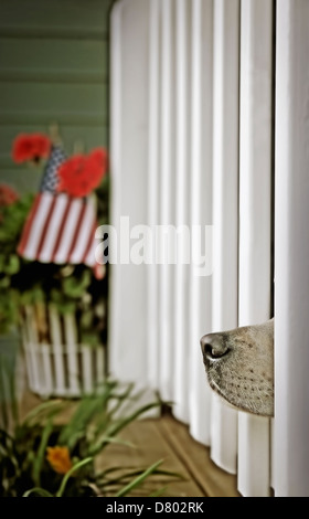 Hundenase herausschauen von Zaunpfosten Stockfoto